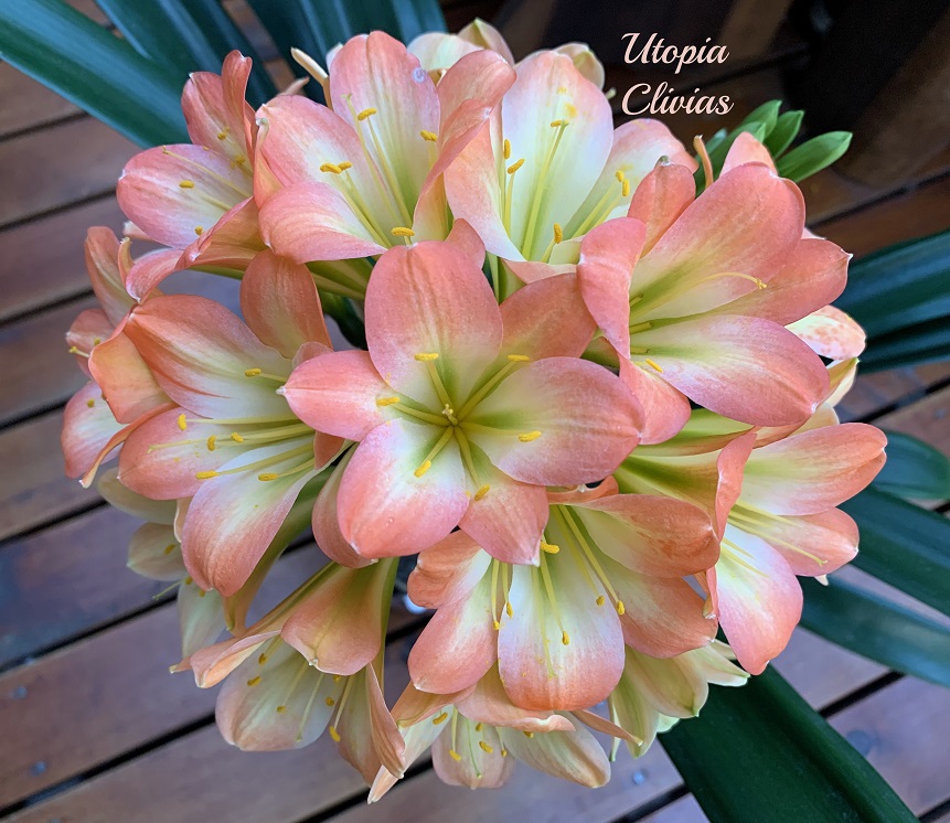 Utopia Clivias